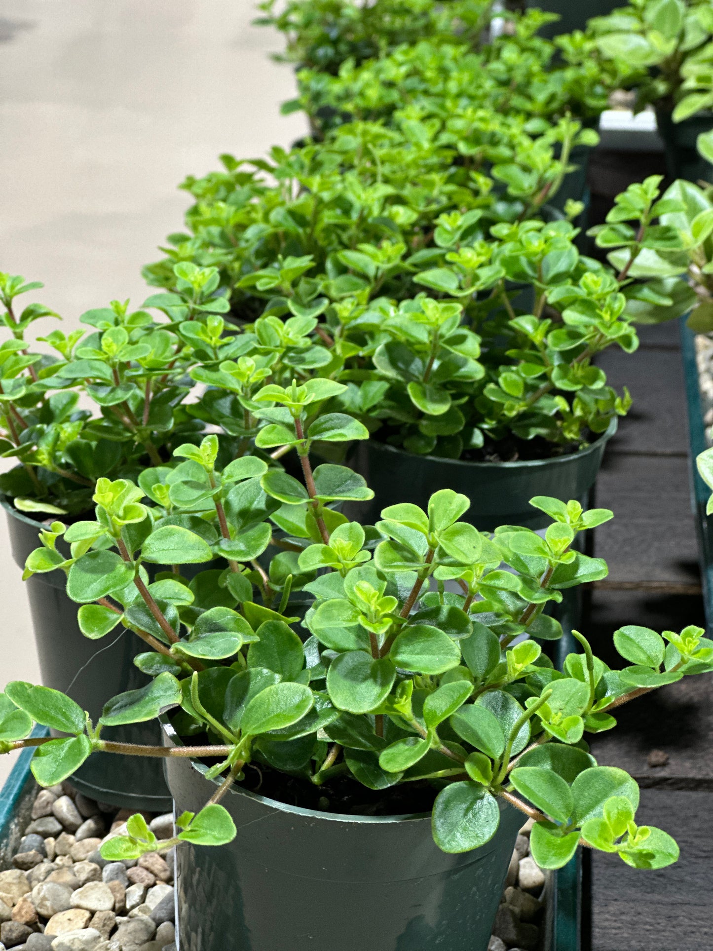 4'' Peperomia Jitterbug