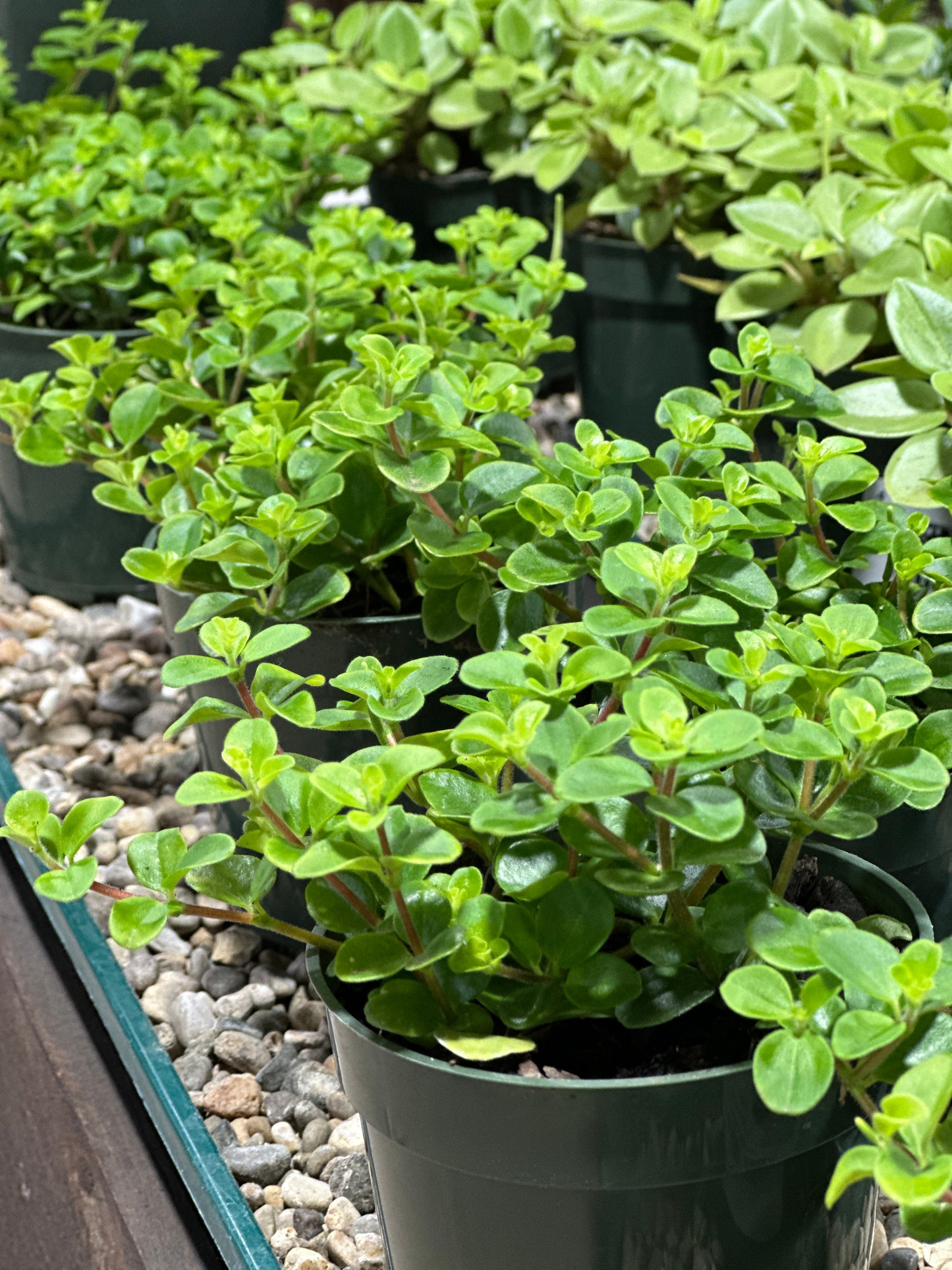 4'' Peperomia Jitterbug