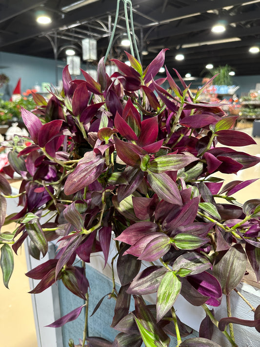 8'' Tradescantia Red Zebrina Hanging Basket