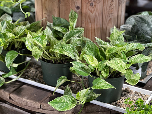 6'' Pothos Marble Queen