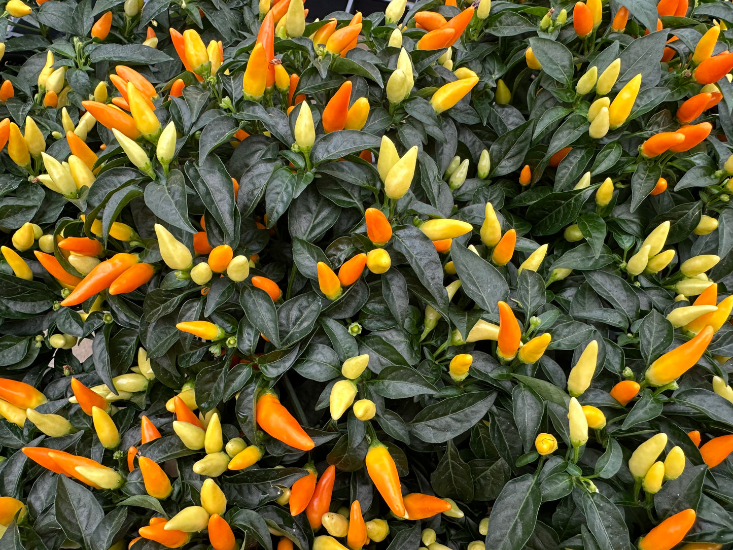 ORNAMENTAL PEPPER SEDONA SUN - QUART POT