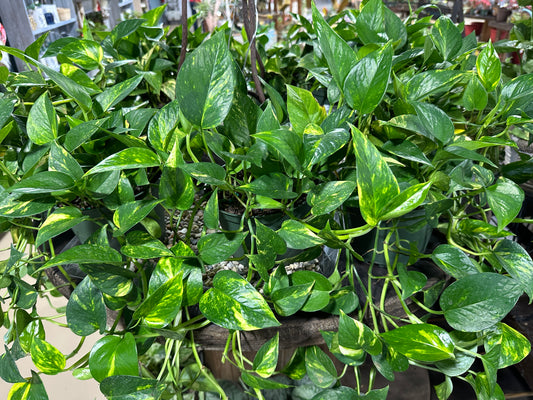 6'' Pothos Golden