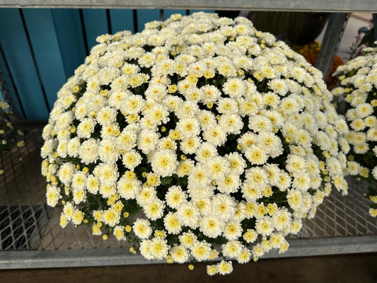 GARDEN MUMS GIGI SNOW - 6.5" Pot
