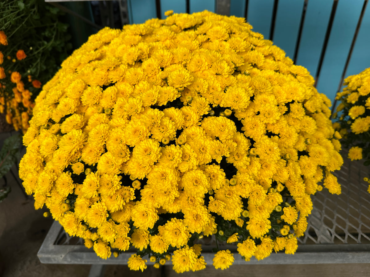 GARDEN MUMS GIGI YELLOW - 6.5" Pot