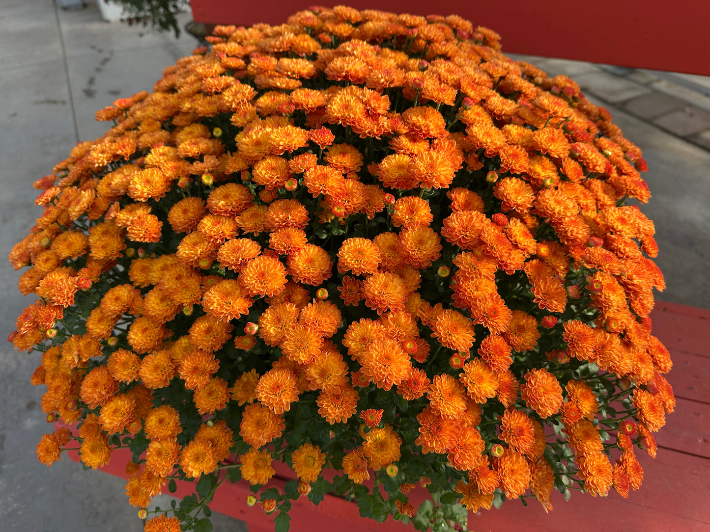 GARDEN MUMS GIGI ORANGE - 6.5" Pot
