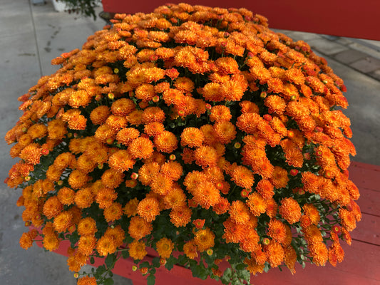 GARDEN MUMS GIGI ORANGE - 6.5" Pot