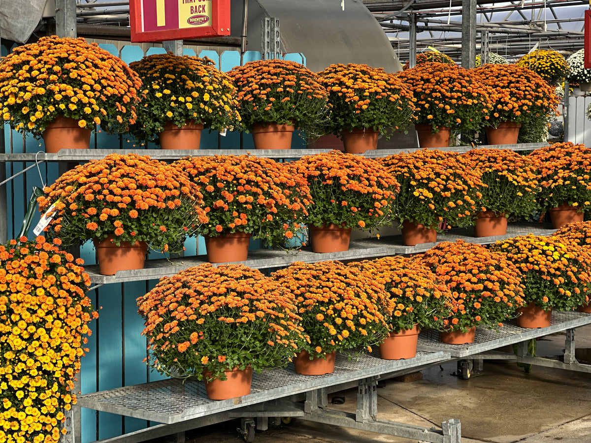 GARDEN MUMS GIGI ORANGE - 6.5" Pot
