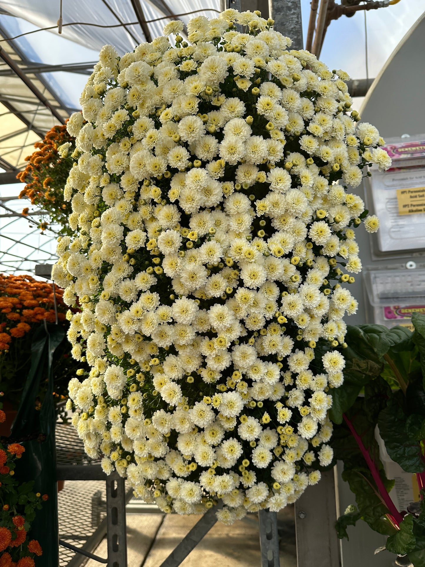 GARDEN MUMS GIGI SNOW - FLOWER BAG