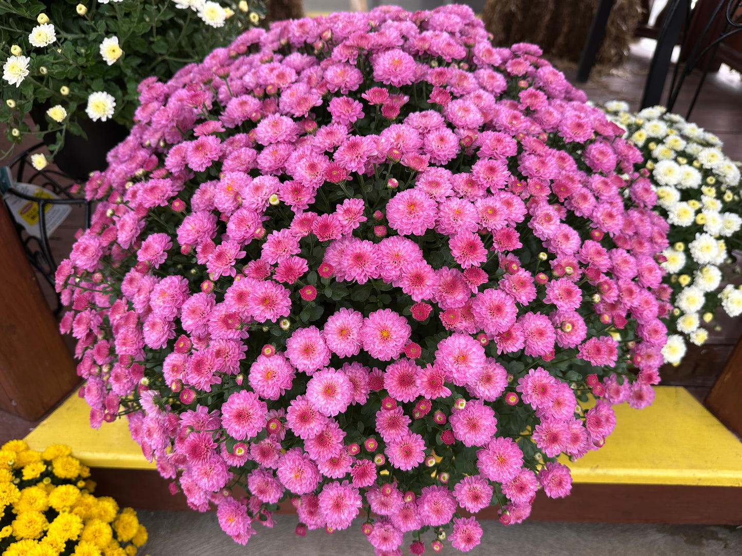 GARDEN MUMS GIGI DARK PINK - 8" Pot