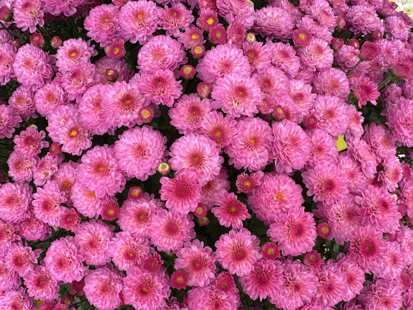 GARDEN MUMS GIGI DARK PINK - 8" Pot