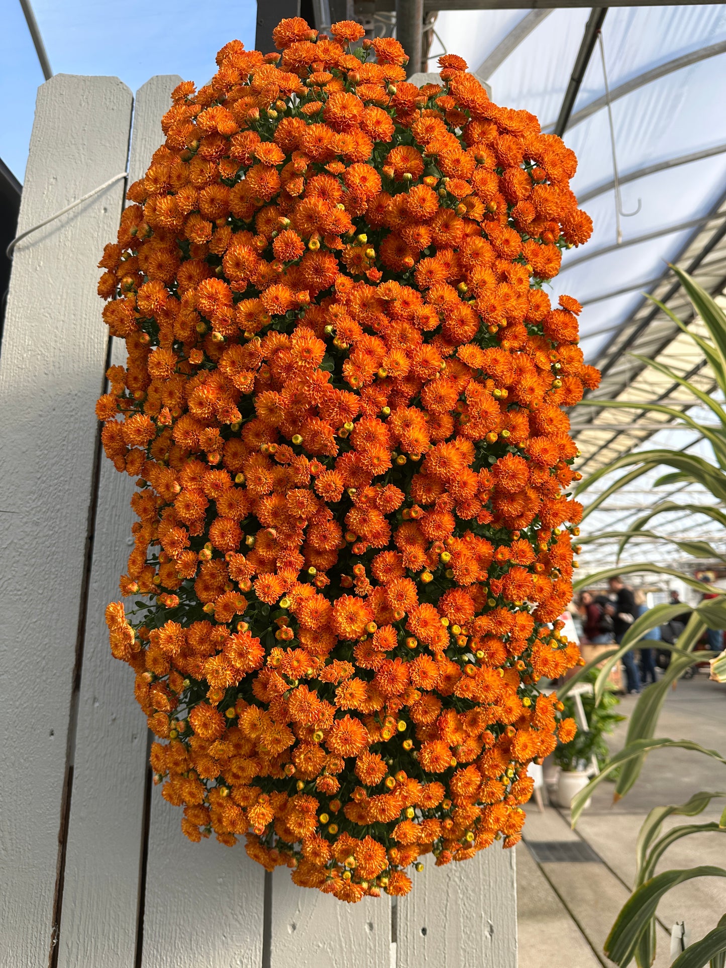 GARDEN MUMS GIGI ORANGE - FLOWER BAG