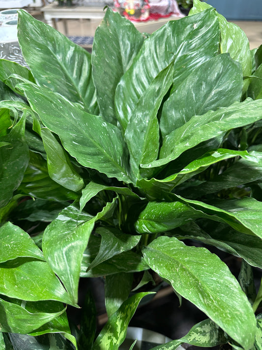 6'' Spathiphyllum Domino