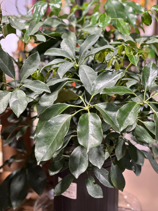 8'' Schefflera Arb. Green