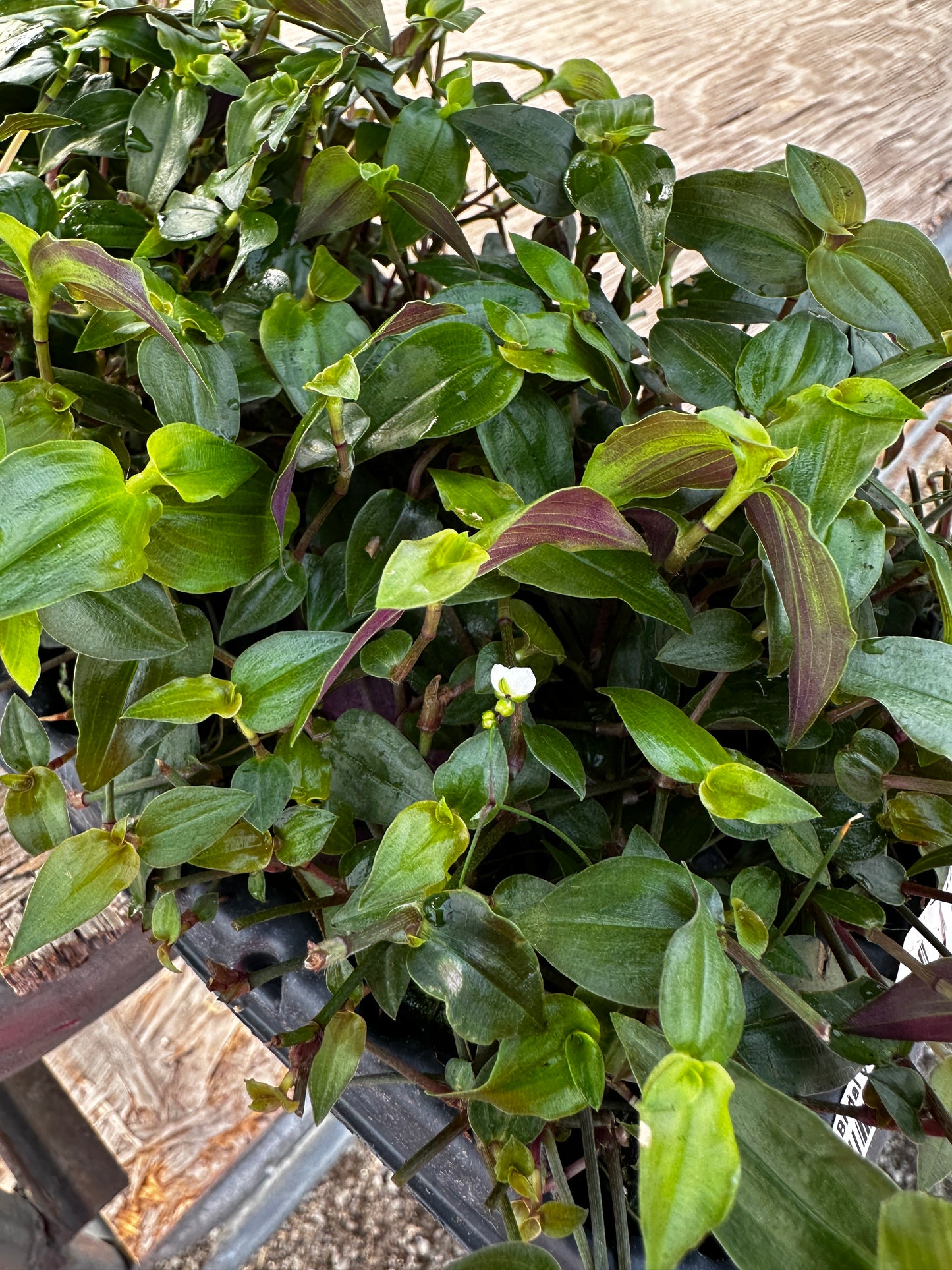 TRADESCANTIA MULTIFLORA BRIDAL VEIL - 4'' POT