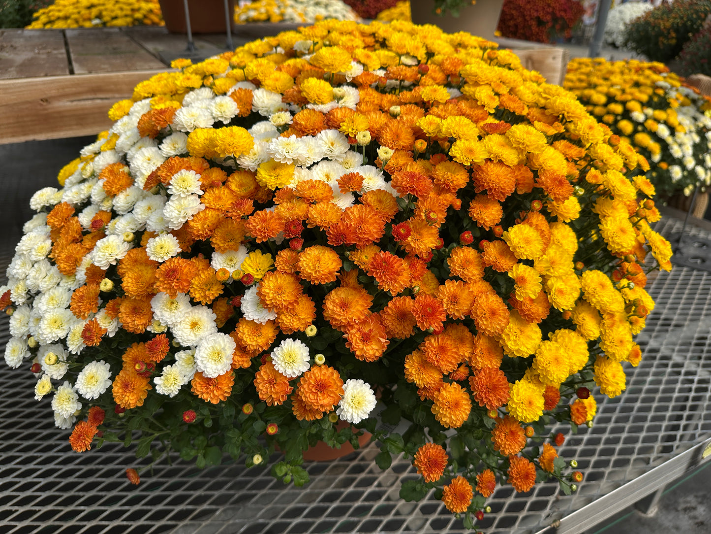 GARDEN MUMS COMBO CANDY CORN - 12" HANGING BASKET