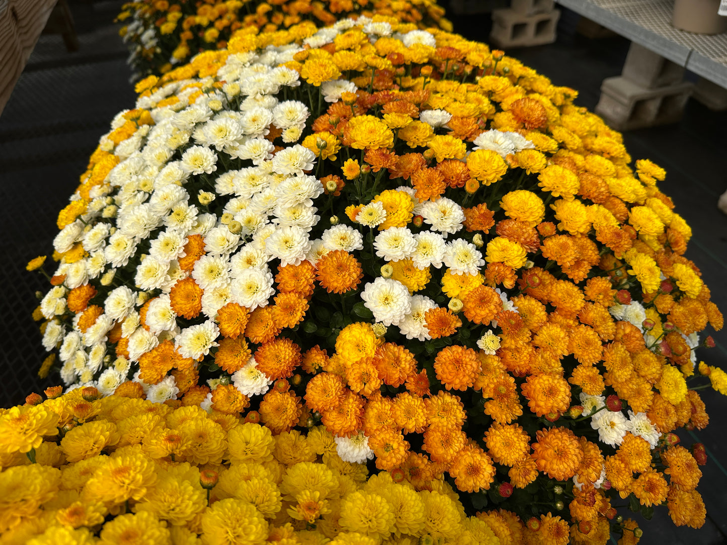 GARDEN MUMS COMBO CANDY CORN - 12" Pot