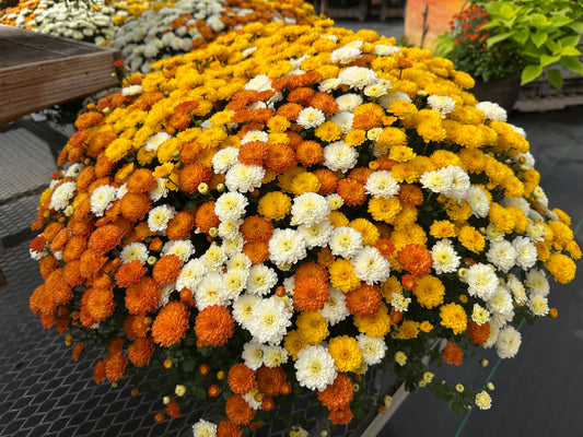 GARDEN MUMS COMBO CANDY CORN - 12" Pot