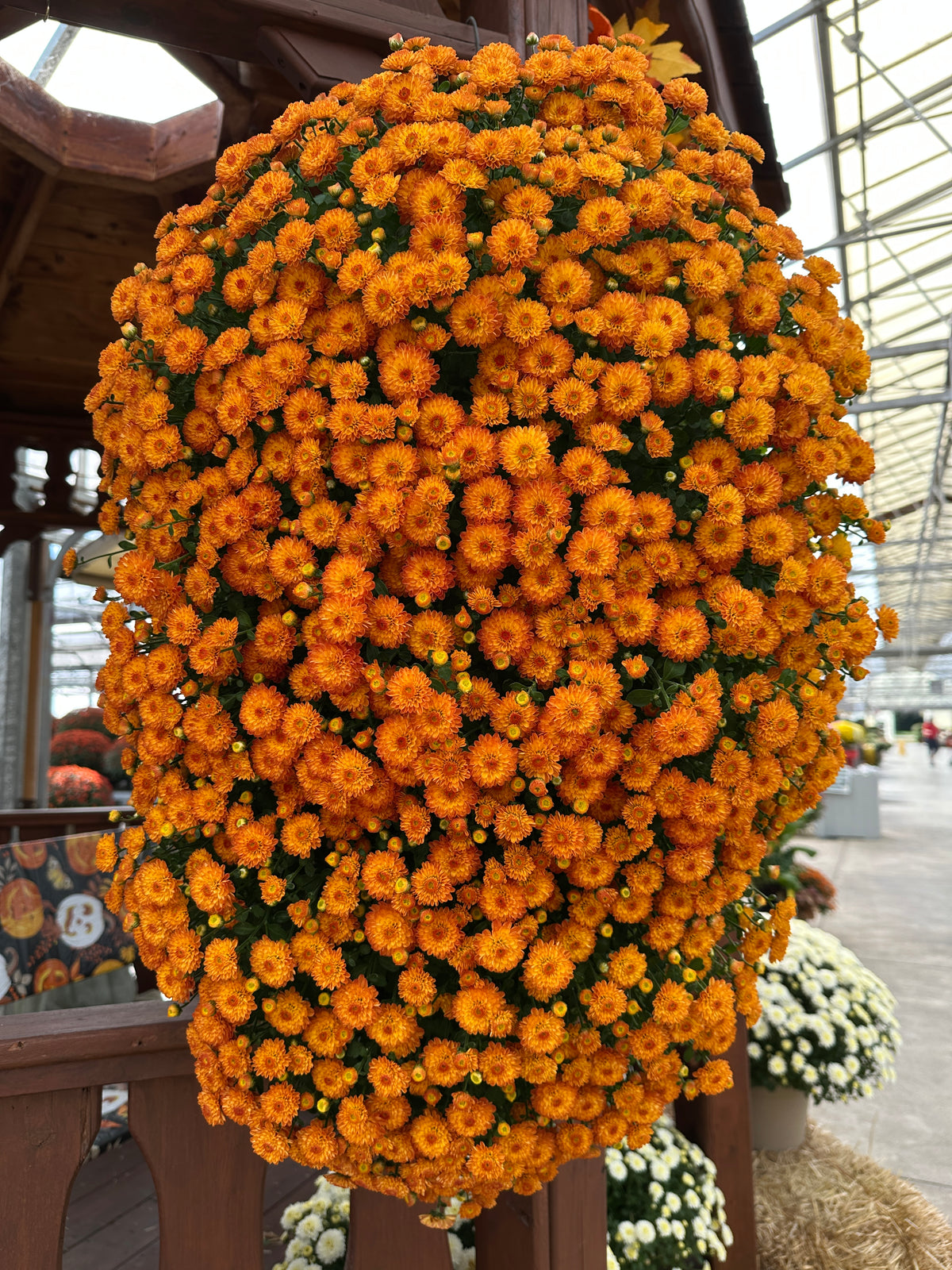 GARDEN MUMS GIGI ORANGE - FLOWER BAG