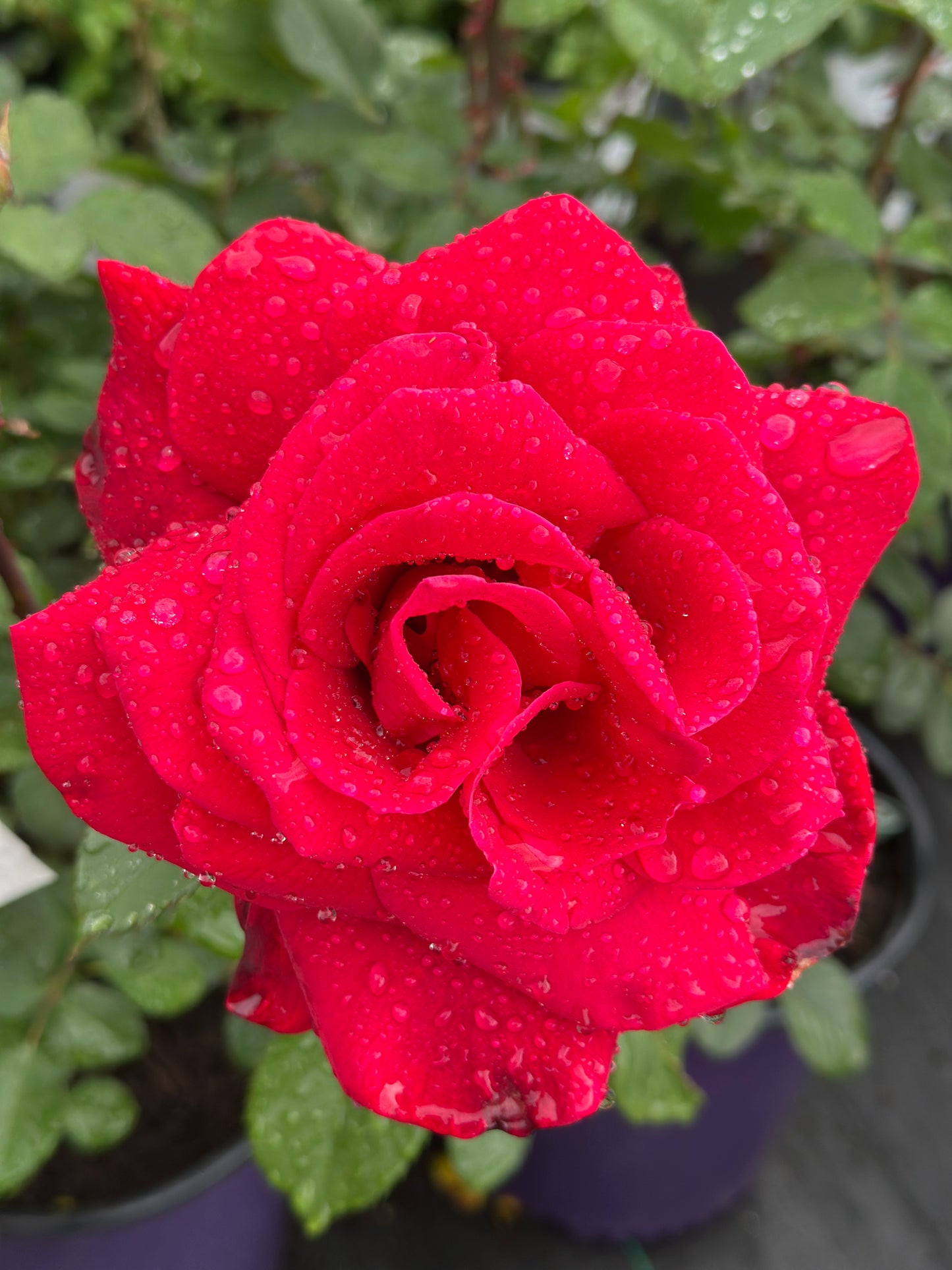 ROSE Proud Land
