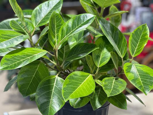 8'' Ficus Altissima Yellow Gem STD