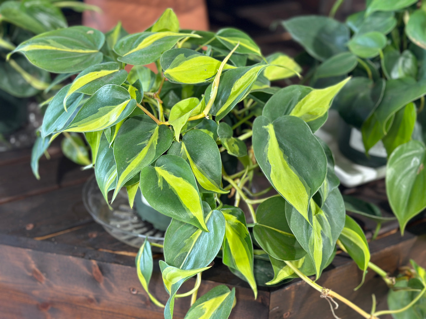 6'' Philodendron Brasil