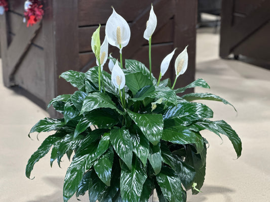 8'' Spathiphyllum Sweet Chico