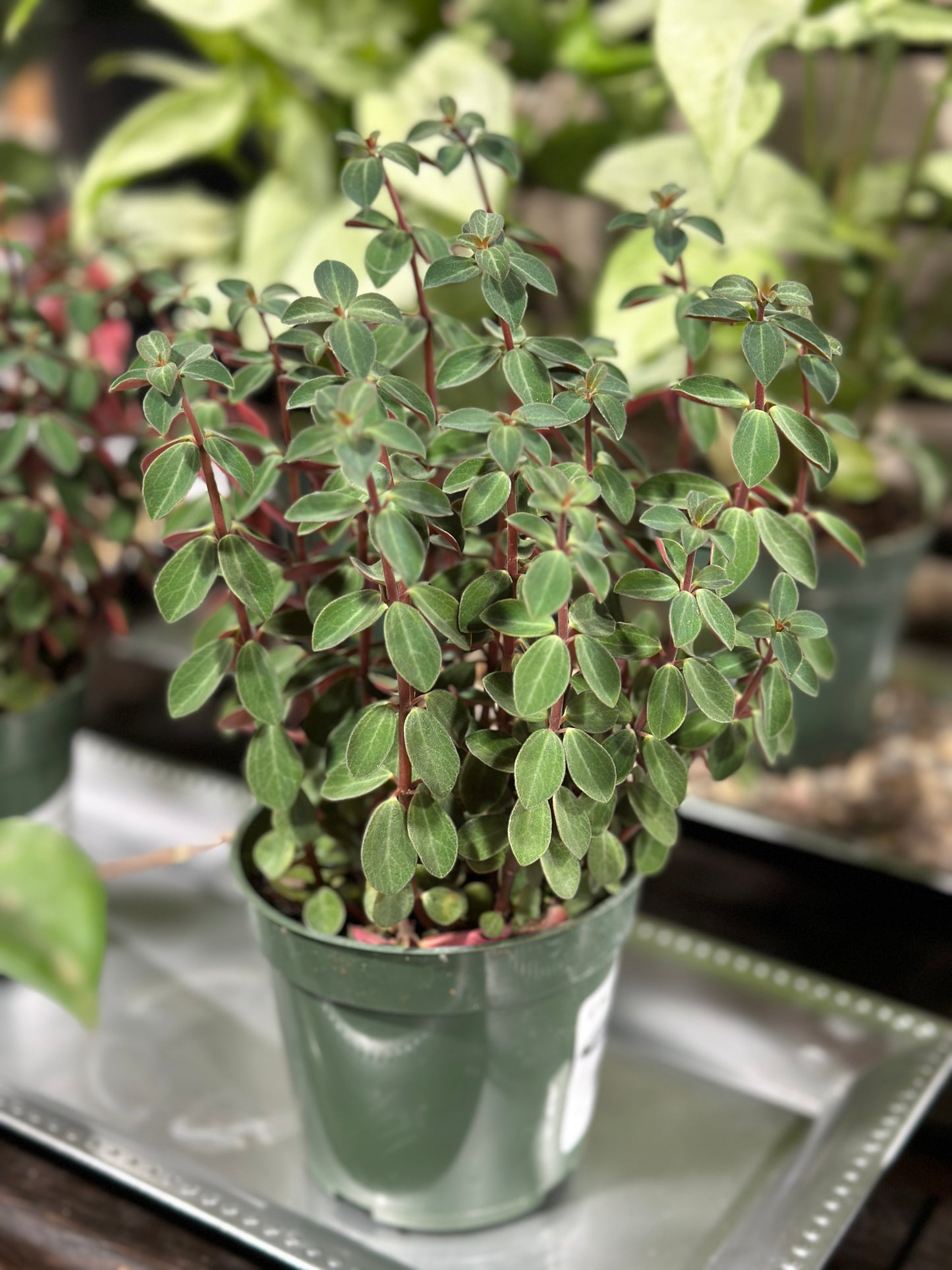4'' Peperomia Double Duty