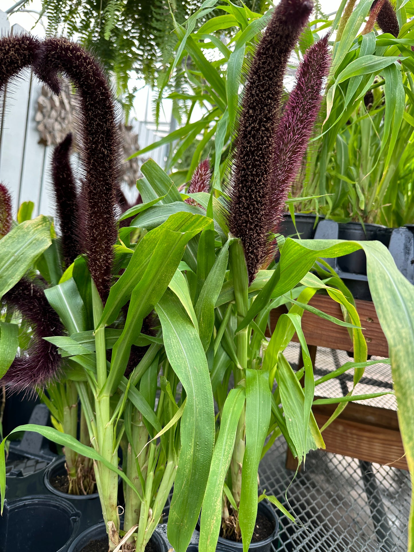GRASS PENNISETUM GLAUCUM JADE PRINCESS MILLET - 6" POT