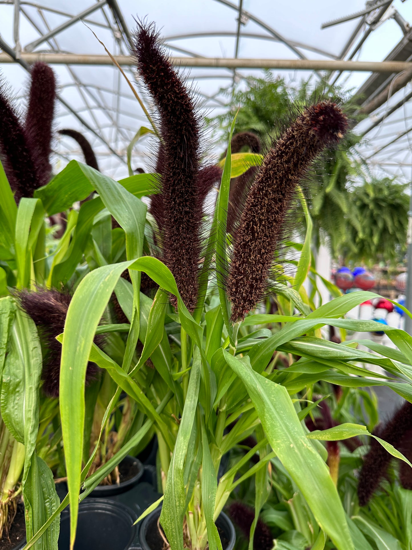 GRASS PENNISETUM GLAUCUM JADE PRINCESS MILLET - 6" POT