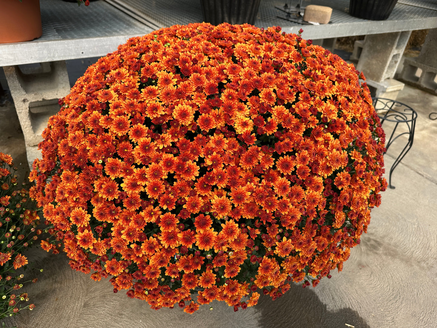 GARDEN MUMS MIORA ORANGE - 12" Pot
