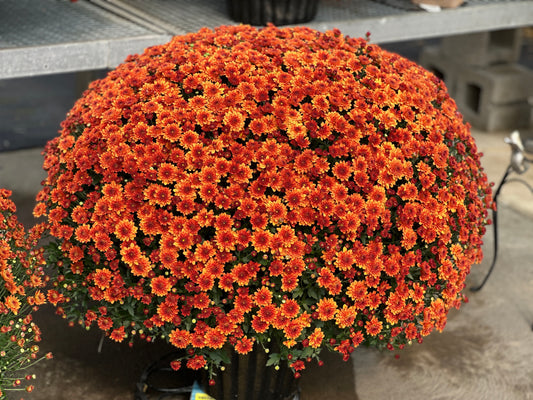 GARDEN MUMS MIORA ORANGE - 10" Pot