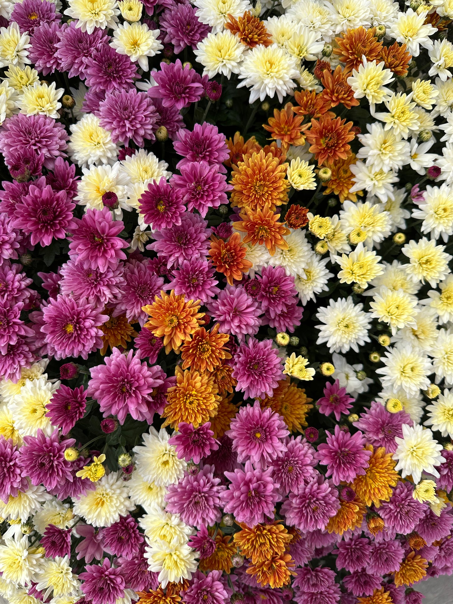 GARDEN MUMS COMBO MOONDANCE - 12" Pot
