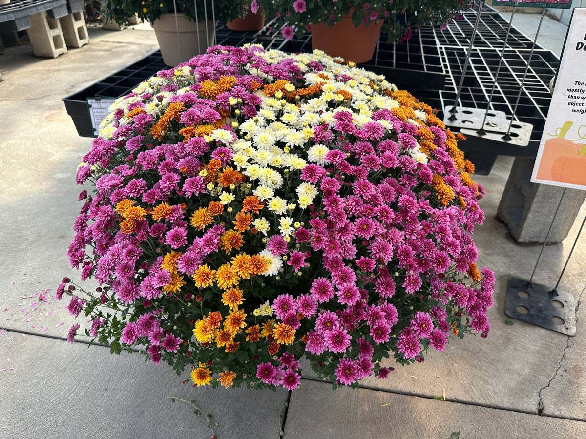 GARDEN MUMS COMBO MOONDANCE - 12" Pot