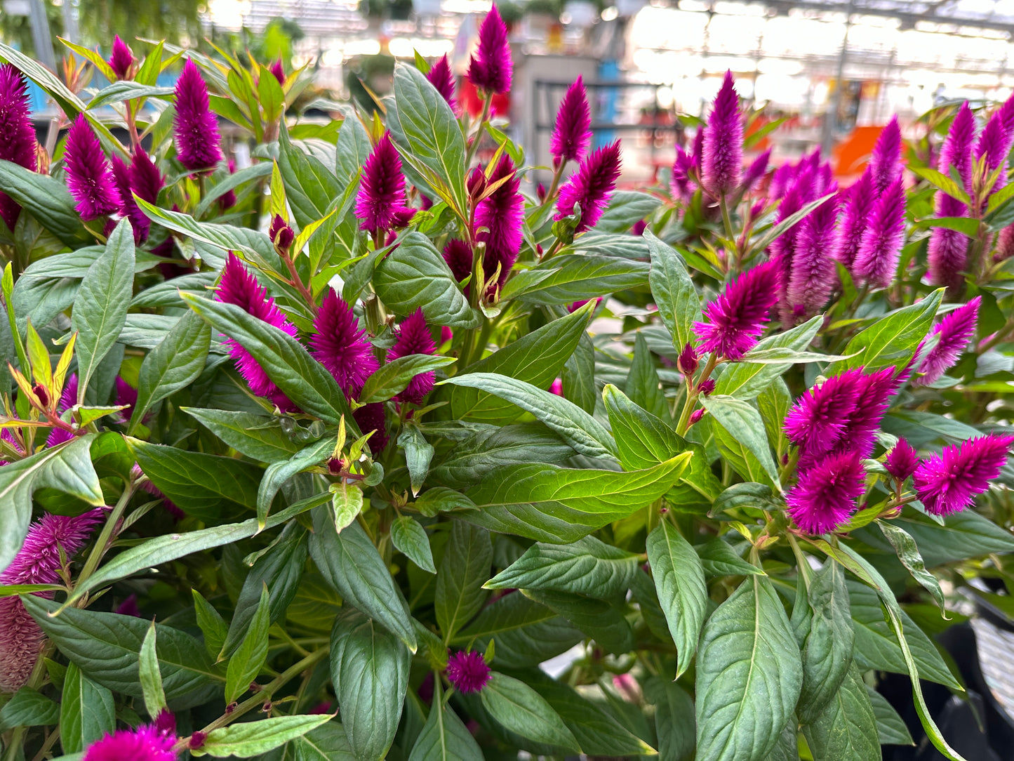 CELOSIA INTENZ DARK PURPLE - QUART POT