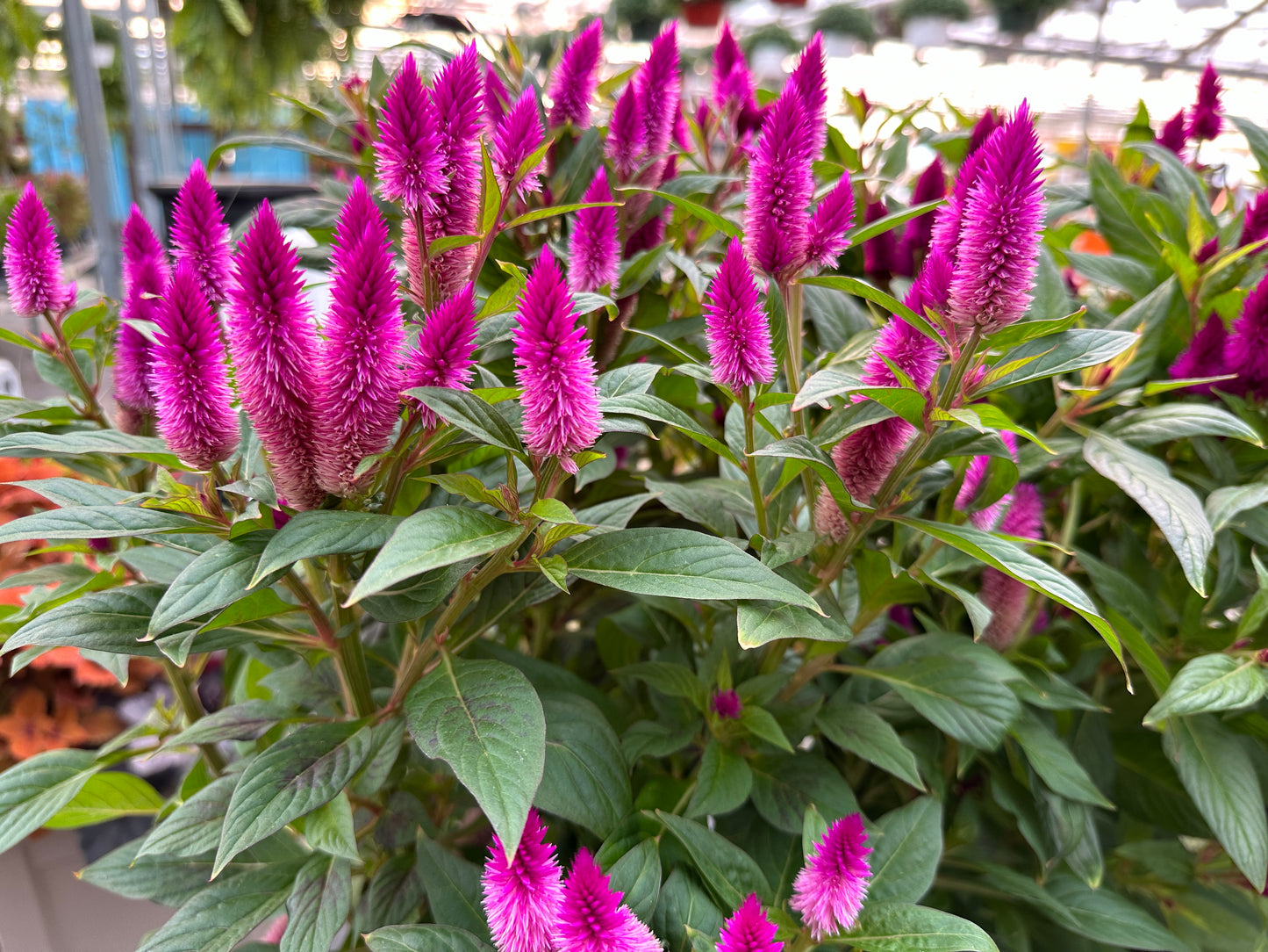 CELOSIA KELOS ATOMIC VIOLET - QUART POT