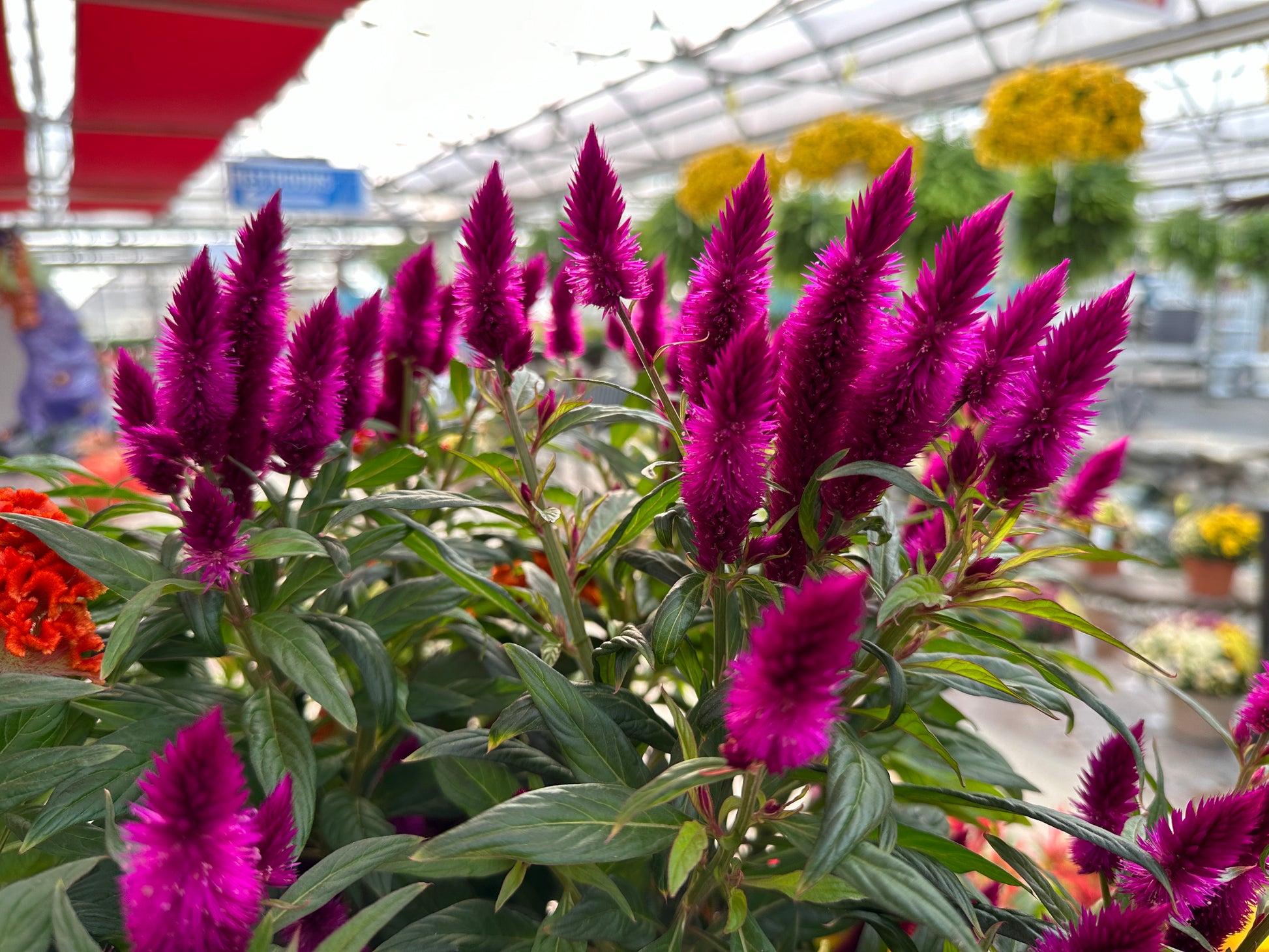 celosia potted plant CELOSIA INTENZ DARK PURPLE