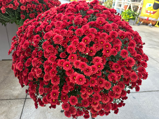 GARDEN MUMS TABITHA SCARLET - 10" Pot