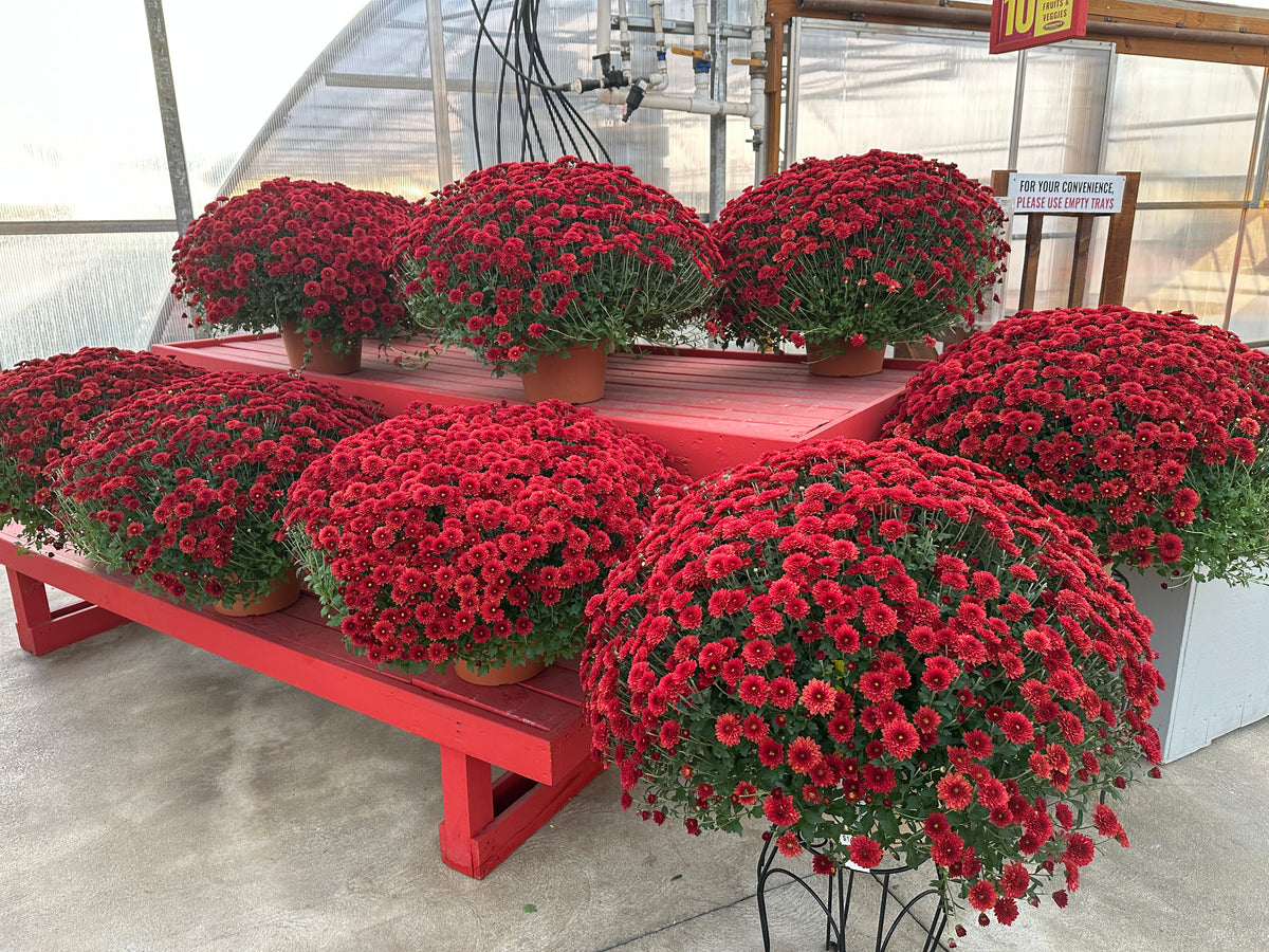 GARDEN MUMS TABITHA SCARLET - 10" Pot