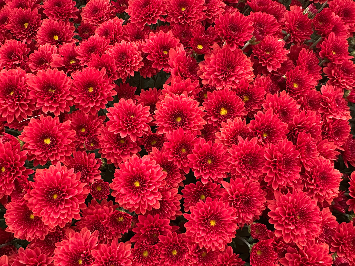 GARDEN MUMS TABITHA SCARLET - 10" Pot