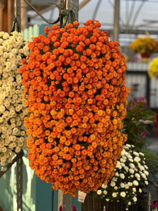 GARDEN MUMS GIGI ORANGE - FLOWER BAG