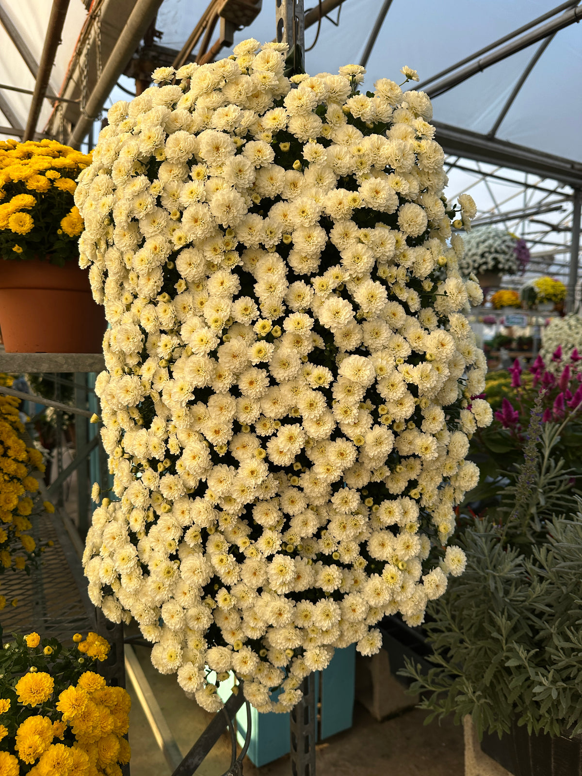 GARDEN MUMS GIGI SNOW - FLOWER BAG