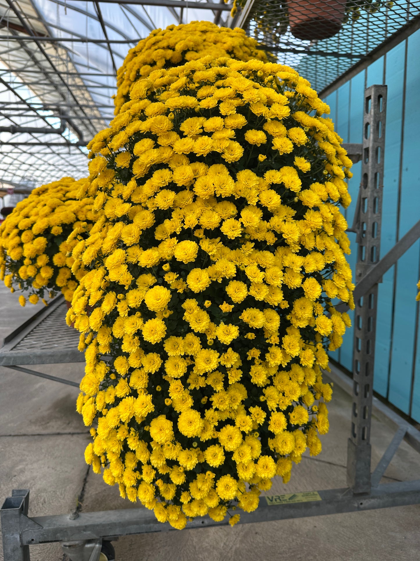 GARDEN MUMS GIGI YELLOW - FLOWER BAG