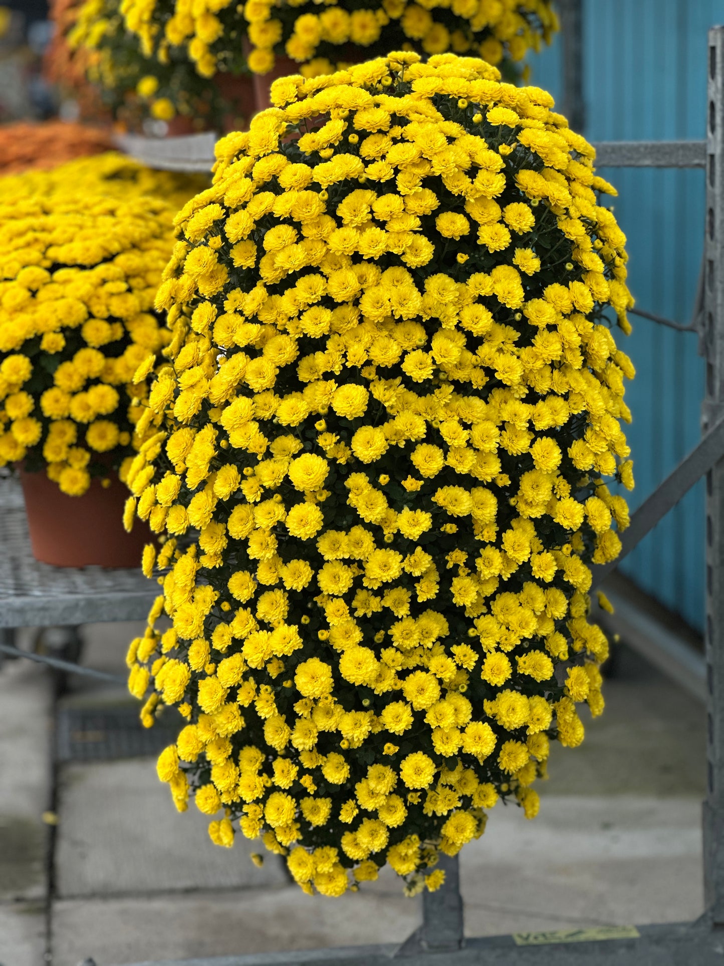 GARDEN MUMS GIGI YELLOW - FLOWER BAG