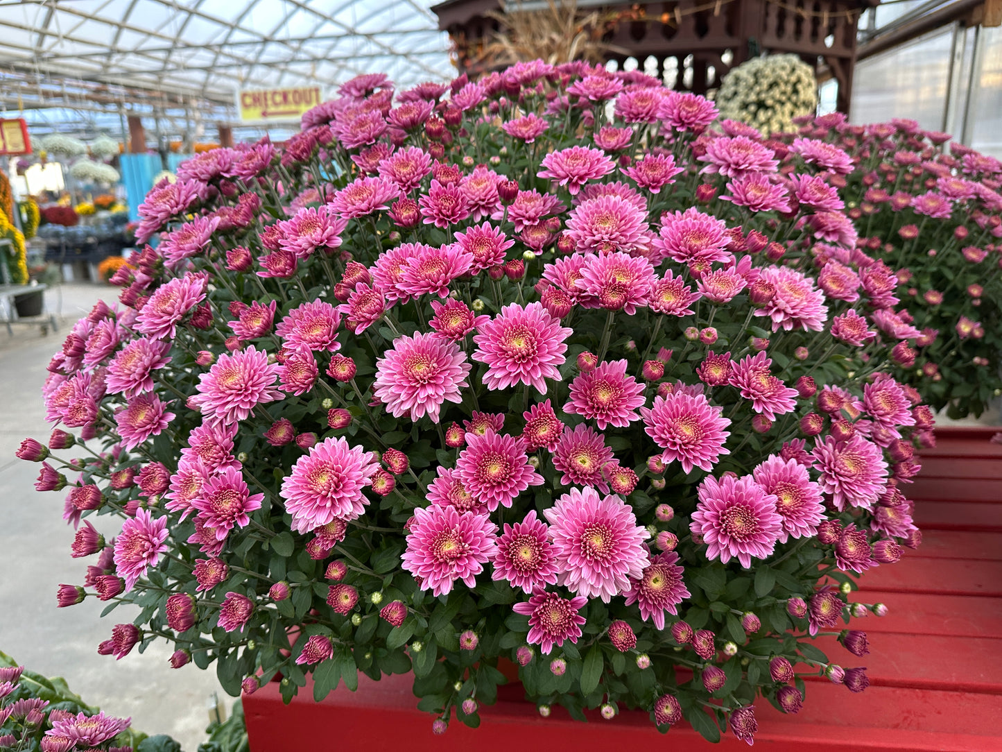 GARDEN MUMS AMIKO VIOLET - 10" Pot