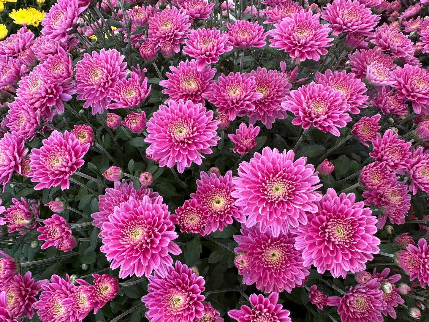 GARDEN MUMS AMIKO VIOLET - 10" Pot
