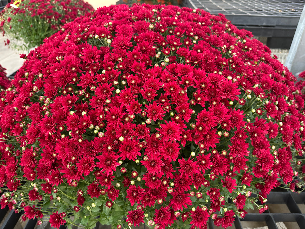 GARDEN MUMS WANDA RED - 12" POT