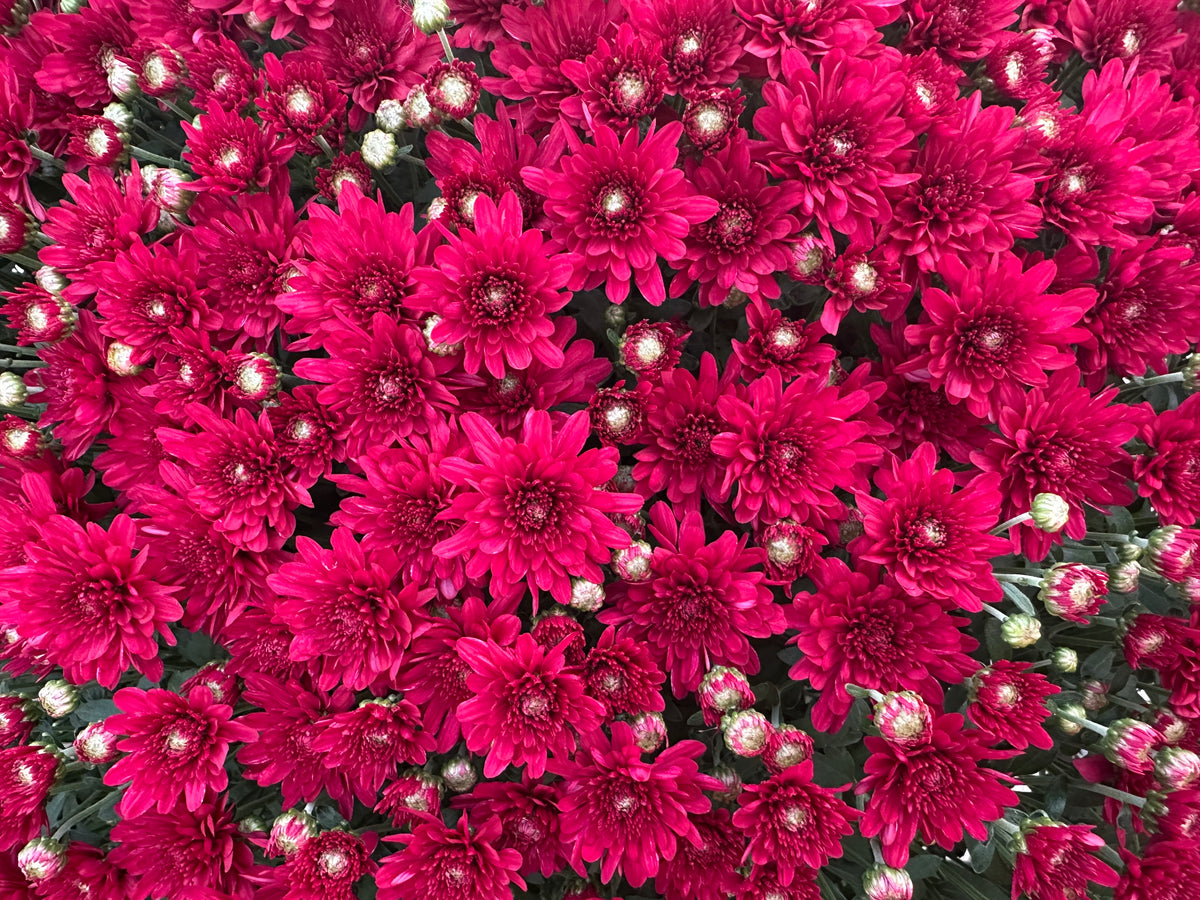 GARDEN MUMS WANDA RED - 12" POT