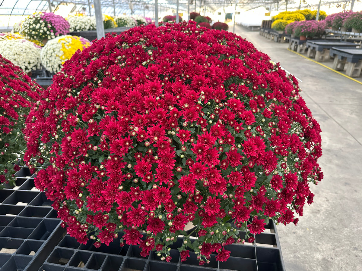 GARDEN MUMS WANDA RED - 12" POT