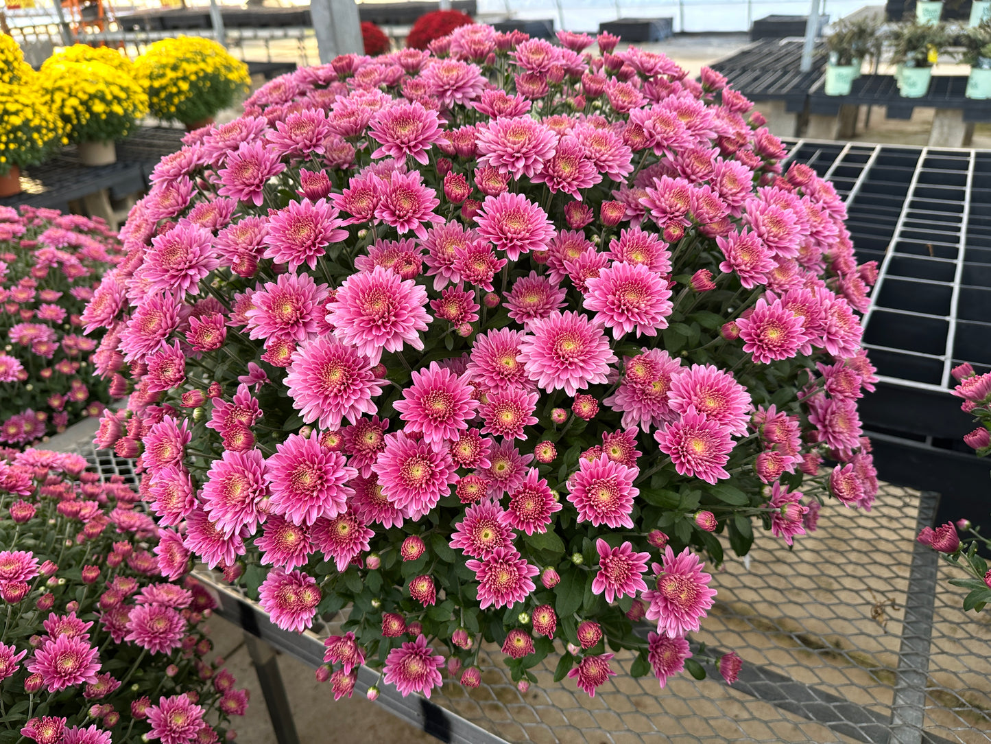 GARDEN MUMS AMIKO VIOLET - 10" Pot