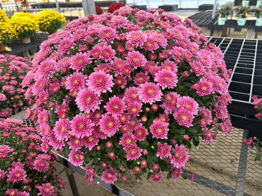 GARDEN MUMS AMIKO VIOLET - 10" Pot